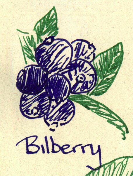 Diamine_Bilberry.jpg