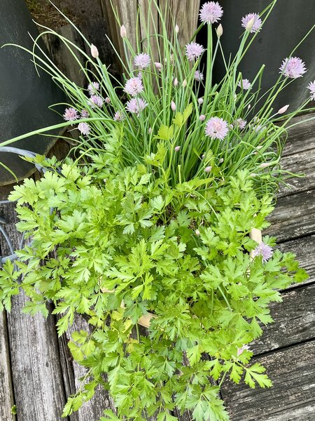 Parsley and Chives.jpg