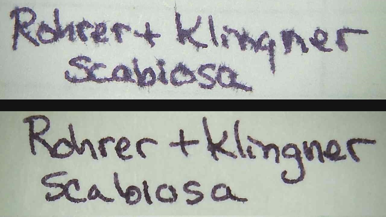 large.RohrerKlingnerScabiosaAP.jpg.a1d5c8857d463c666c292ab55c372fff.jpg