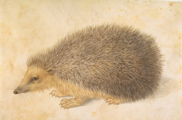 Hedgehog, by Hans Hoffmann