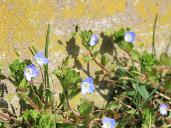 Birdeye Speedwell