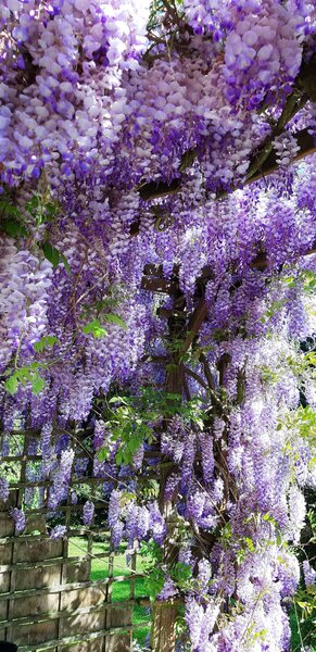 Wisteria 01.jpg