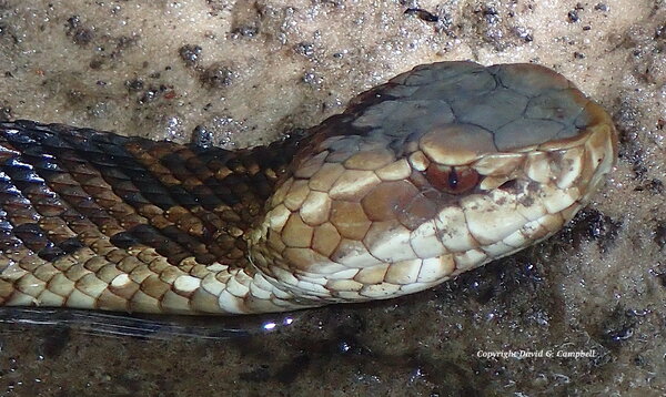 Florida Cottonmouth P6290063.JPG