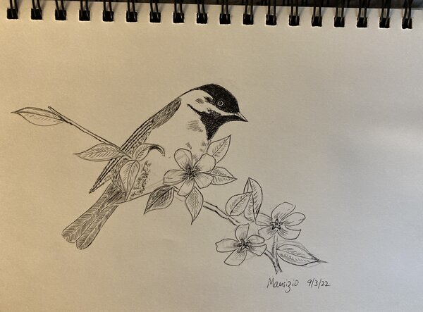 Chickadee - Pilot Penmanship EF nib, Noodler’s Black Ink, Canson 75lb sketchbook