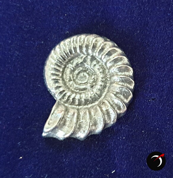 pin_ammonite.jpg