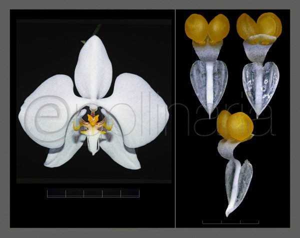 e-Poll Phalaenopsis amabilis Pupulin 9111 ©FP.jpg