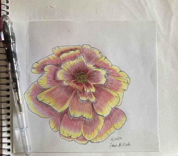 Marigold - Pilot Penmanship, Noodler’s Black, Prismacolor VeriThin colored pencil