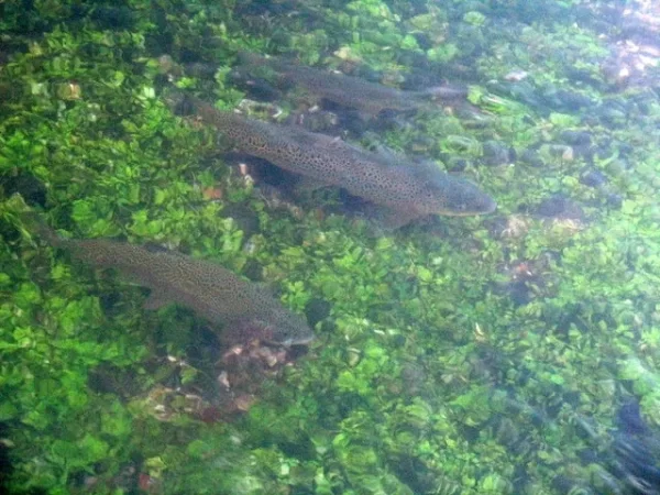 trout-in-river-test.jpg.webp