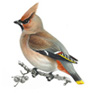 waxwing