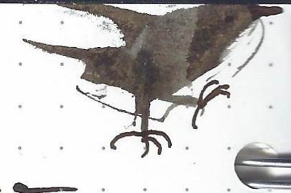 fpn_1545594851__murk__helianthus_birdy.j