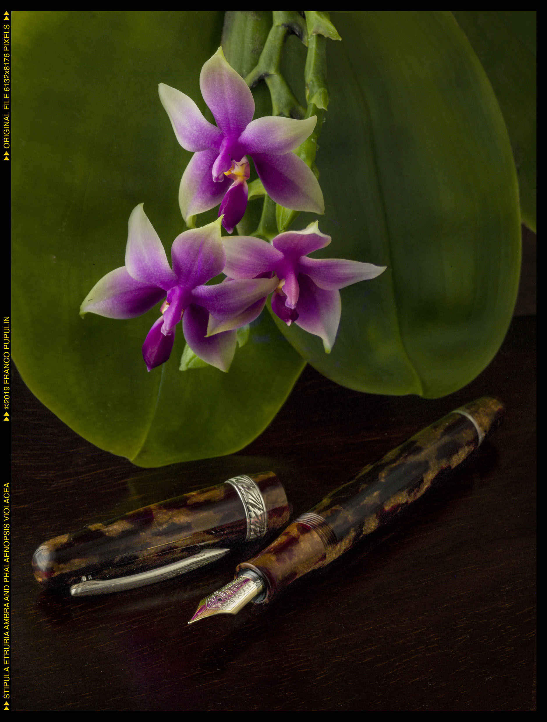 fpn_1558880175__stipula_etruria_ambra_an