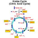 citricacidcycle