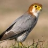 Aredfalcon