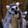 Lemur