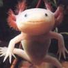 axolotl66