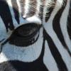 Inky Zebra