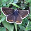 brownargus