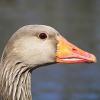 greylag