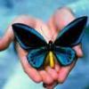 Blue Butterfly